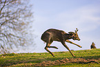 roe buck