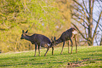 Roe doe and buck