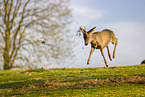 roe buck