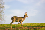 roe buck