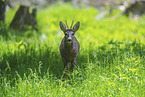 roe deer