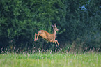 roe deer