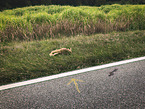 dead roe deer