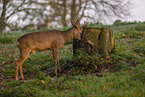 roe deer