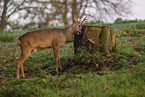 roe deer