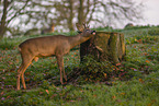 roe deer
