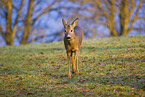 roe deer