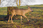 roe deer