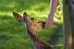 roe deer