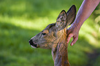roe deer