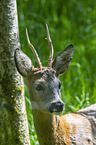 roe deer