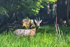 roe deer