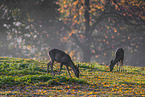 roe deer