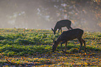 roe deer