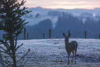roe deer