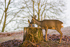 roe deers