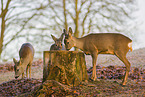 roe deers