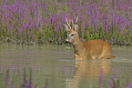 roe deer