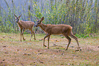 roe deer