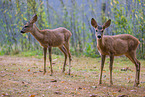 roe deer