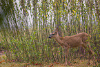 roe deer