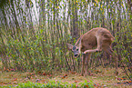 roe deer
