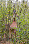 roe deer
