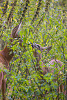 roe deer
