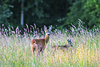 roe deer
