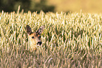 roe deer