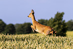roe deer