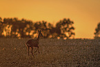 roe deer