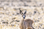 roe deer