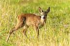 roe deer