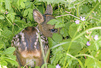 roe deer