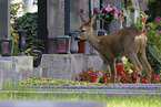 roe deer