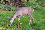 roe deer
