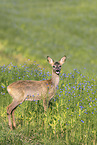 roe