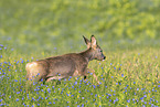 roe