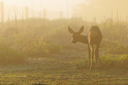 roe deer