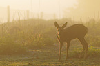 roe deer