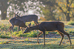 roe deer