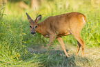 roe deer