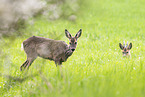 roe deer