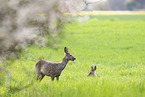 roe deer