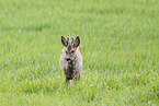 roe deer