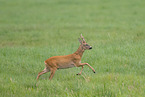 roe deer