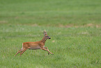 roe deer