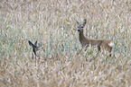 roe deer