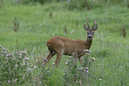 roe deer